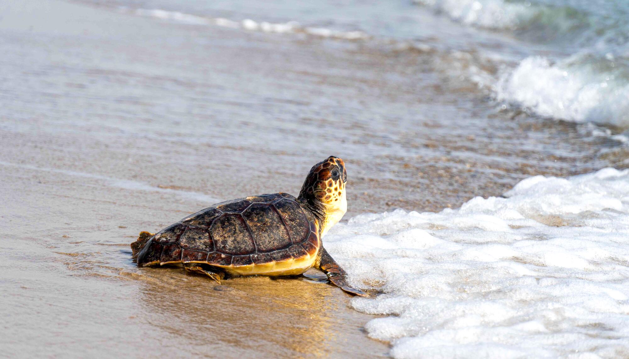 Tortuguita entrando al mar
